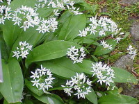 Yum! Ramsons, or wild garlic.