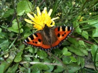 ChurchButterfly