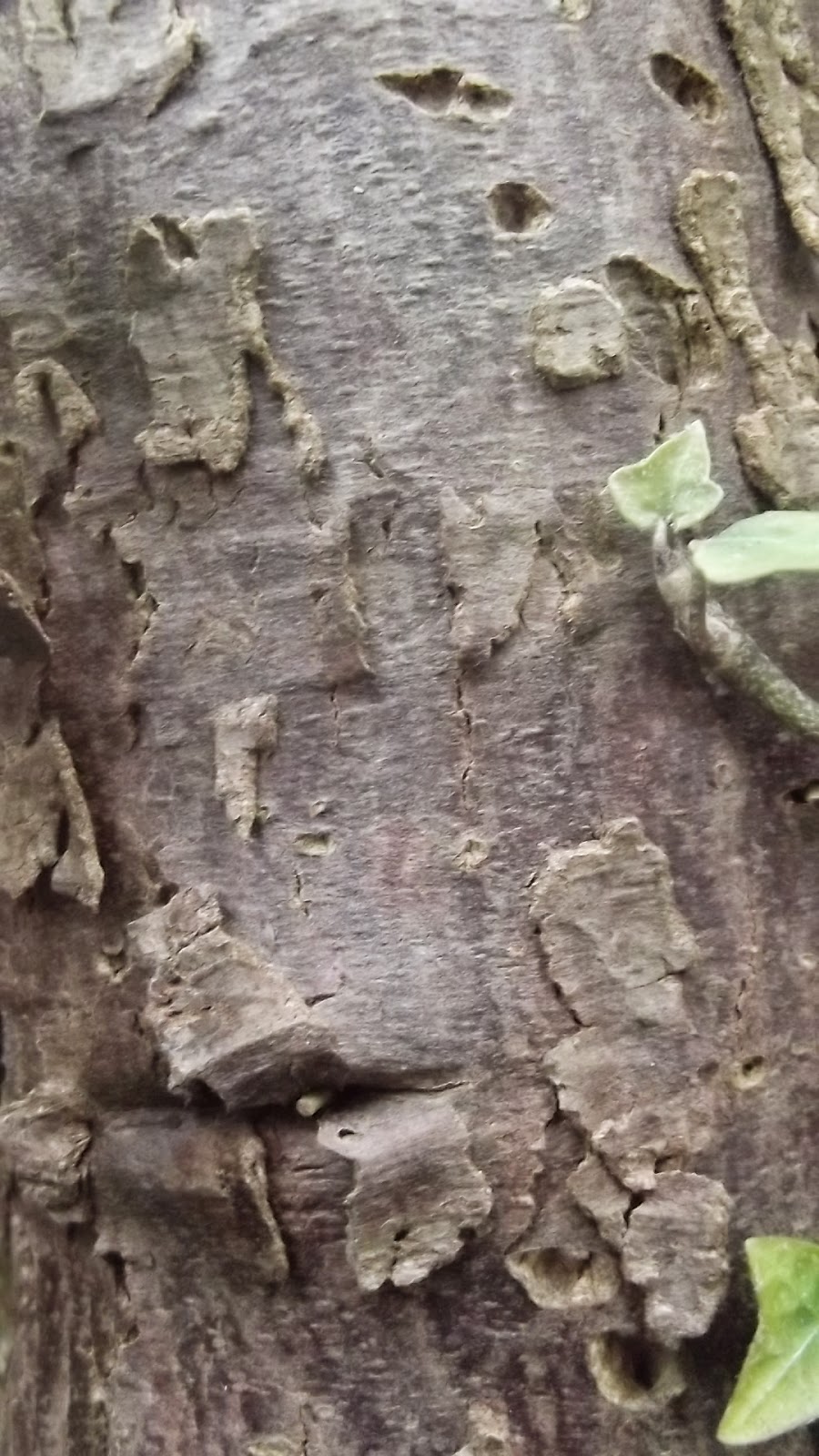 DSCF5445