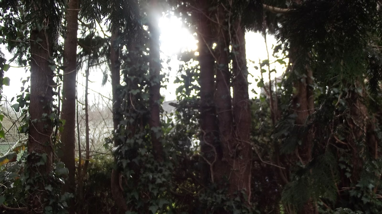 DSCF5458