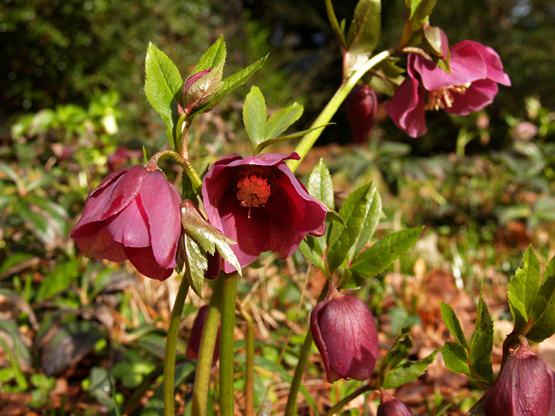 Hellebore
