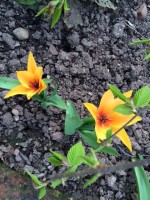 Tulips