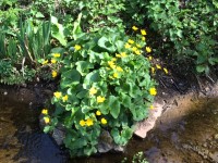 Marsh marigolds