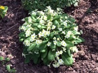 Abundant primroses