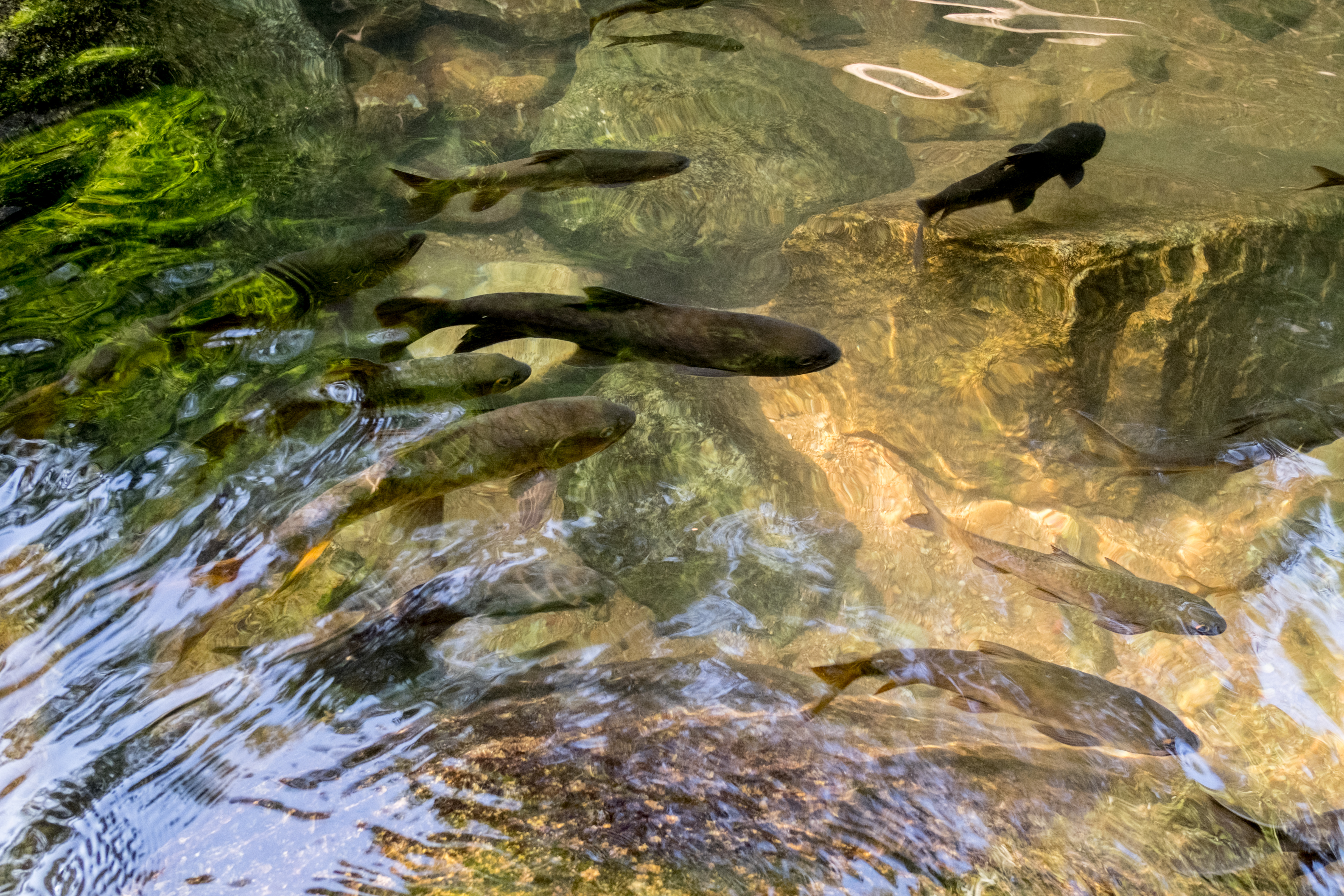 fish swimming