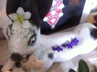 Our hare companion with a wild flower crown